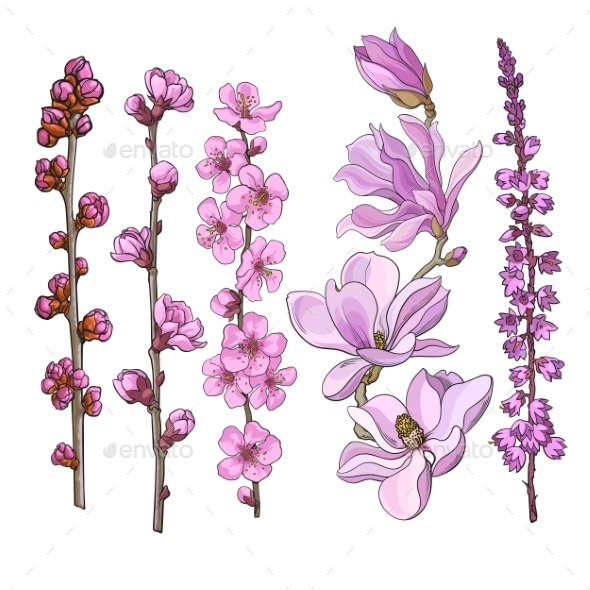 Hand Drawn Pink Flowers - Magnolia, Apple - Flowers & Plants Nature