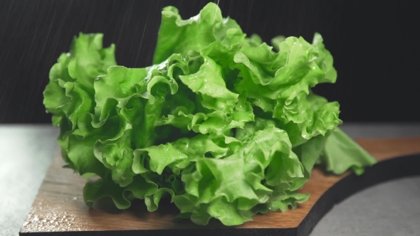 VideoHive Fresh Leaves of Green Salad Greens and Vegetables Vitamins in Healthy Food 20204359 VideoHive Fresh Leaves of Green Salad Greens and Vegetables Vitamins in Healthy Food 20204359