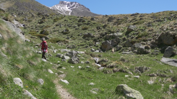 Woman on Trek Sees Wild Mountain Goat
