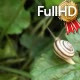 the Snail Crawls Along the Green Leaf, Sunny the Snail Crawls Along the Green Leaf, Sunny - VideoHive Item for Sale
