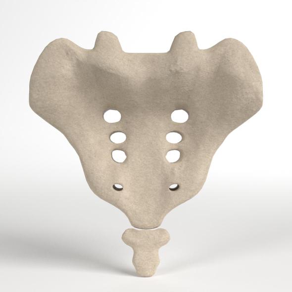Sacrum and Coccyx - 3DOcean Item for Sale