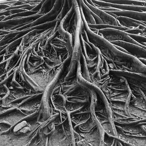 Twisted roots of very old tree Stock Photo by foto76 | PhotoDune