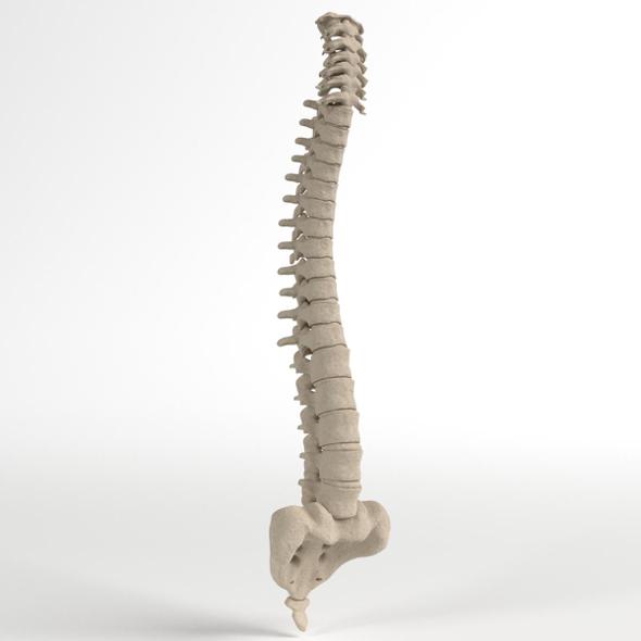 Anatomy - Human Spine 2 - 3DOcean Item for Sale