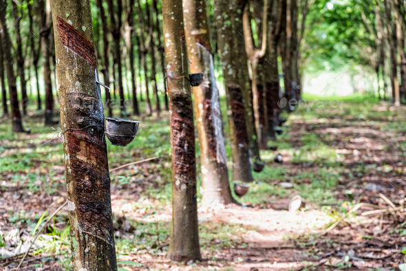 Rubber Tree Plantation Rubber Tree Plantation