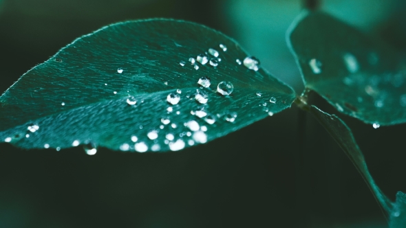 Leaves with Water Drops