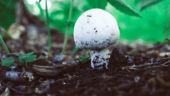 White Fungus in the Forest