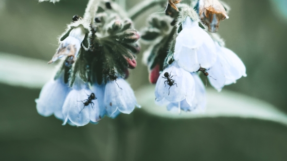 Ants on a Flower Nice Background