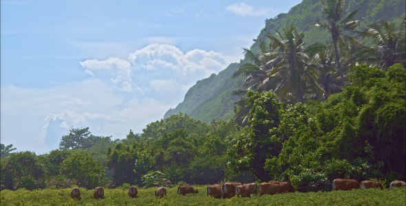 A Herd Of Cows On A Green Lawn alt