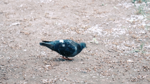 Pigeons Eating