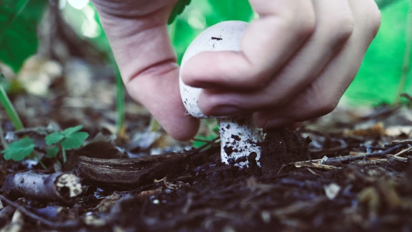 Psilocybin Magic Psychedelic