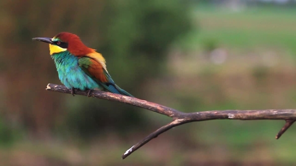 European Bee-eater Sitting on a Dry Branch alt