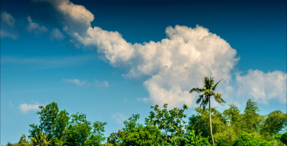 Tropical Trees And Clouds