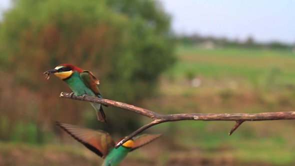 Colored Birds Fly and Sit on Tree alt