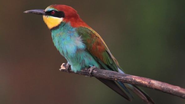 Colored Bird Sitting on a Branch in the Wind and Then Flies, Stock Footage