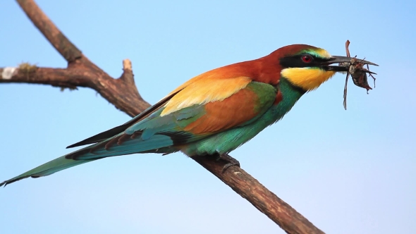 Bee-eater Eats May Beetle Sitting on a Branch alt