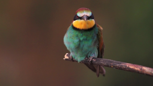 Fluffy Colored Bird Feathers Shaking alt