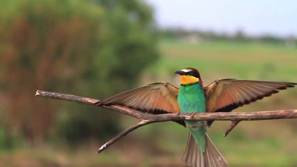 European Bee-eater Flies and Sits on a Branch To Rest, Stock Footage