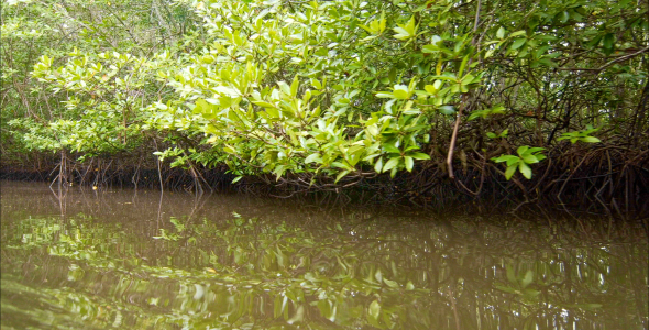 Floating Through Mangroves