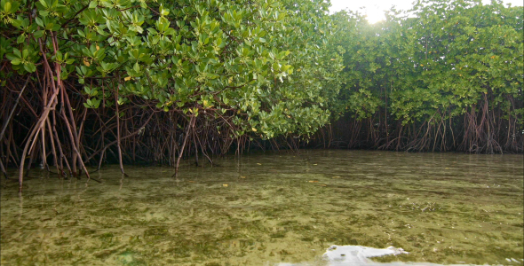 Floating Near Mangroves Shore