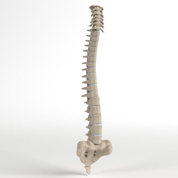 Anatomy - Human Spine 1 - 3DOcean Item for Sale