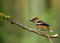 Hawfinch  (Coccothraustes coccothraustes) on a dry branch - PhotoDune Item for Sale