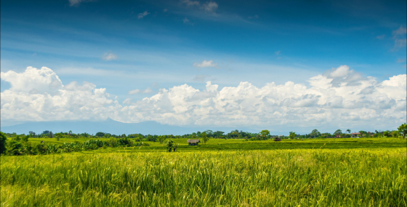 Green Rice Field Under Clouds