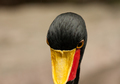 Saddle-billed stork(Ephippiorhynchus senegalensis) closeup - PhotoDune Item for Sale