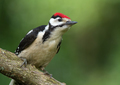 Young male greater spotted woodpecker - PhotoDune Item for Sale