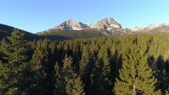 Aerial View of Spruce Forest in Montenegro alt