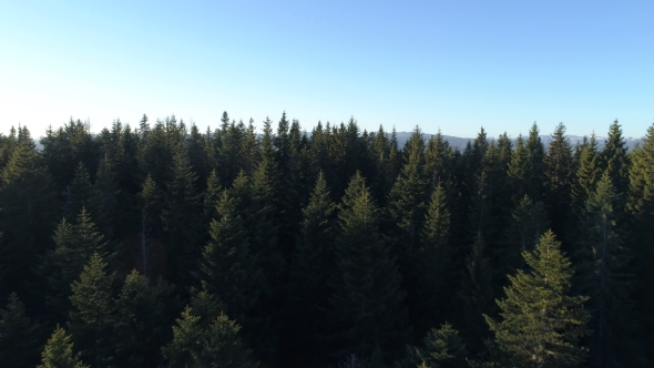 Aerial View of Spruce Forest in Montenegro alt