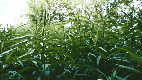 Green Tea in the Open Air