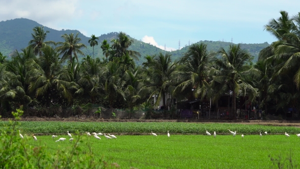 Panning Shot of a Flock of White Herons on a Rice Field. alt
