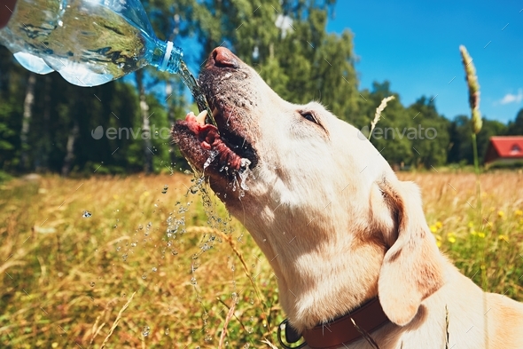 Thirsty dog in summer day - Stock Photo - Images