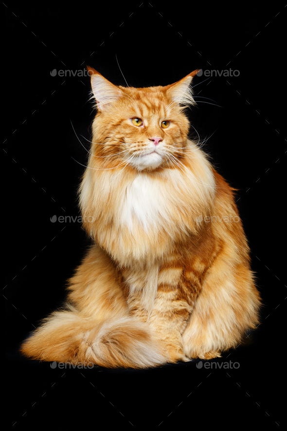 Beautiful Maine Coon Cat Stock Photo By Svetography Photodune