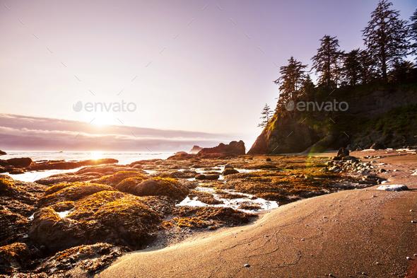 Olympic coast - Stock Photo - Images