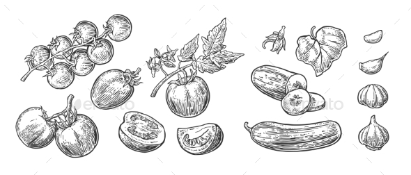 Vegetables - Food Objects