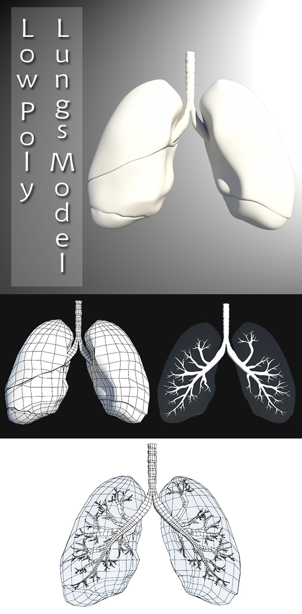 Low Poly Lungs - 3Docean 20232494