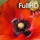 Bee Takes Pollen With Red Poppy Flower Bee Takes Pollen With Red Poppy Flower - VideoHive Item for Sale
