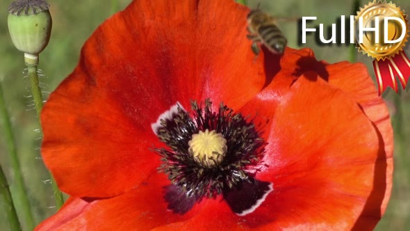 Bee Takes Pollen With Red Poppy Flower