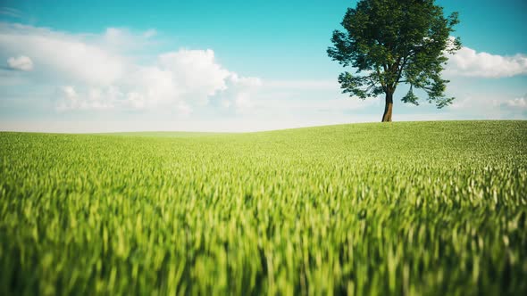 Green Grass And Tree In Wind Breeze alt