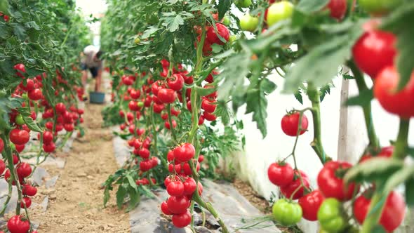 Harvesting Ripe Tomatoes in Greenhouse alt