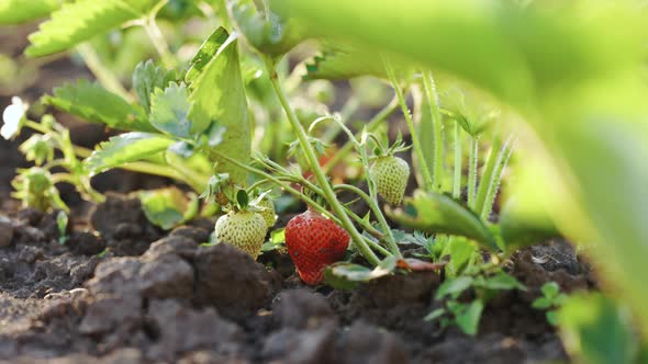 Strawberry Field in Spring With Young Green Shoots and Red Strawberry