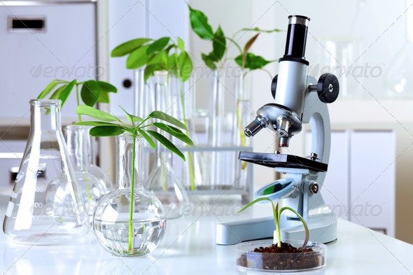 Green plants in biology laborotary - Stock Photo - Images