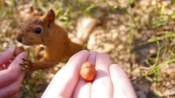 Small Sweet Red Squirrel Takes a Nut From Hand in the Forest,