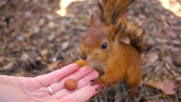 Small Sweet Red Squirrel Takes a Nut From Hand in the Forest,