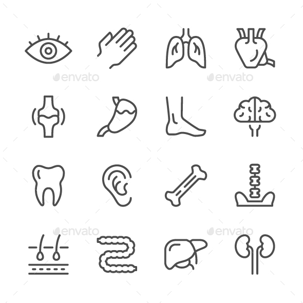 Set Line Icons of Human Organs - Man-made objects Objects