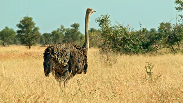 Ostriches in the Plains alt