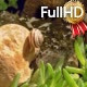 Garden Snail Crawls Over the Pebbles Garden Snail Crawls Over the Pebbles - VideoHive Item for Sale