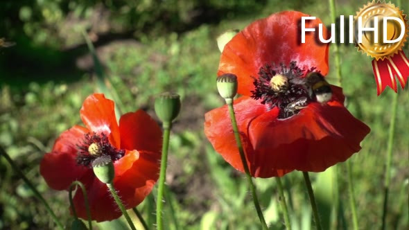 Bees and Bumble-Bee Fly Over Flowers