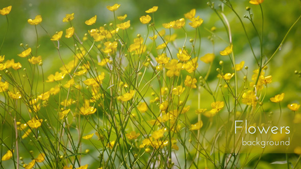 Summer Yellow Flowers